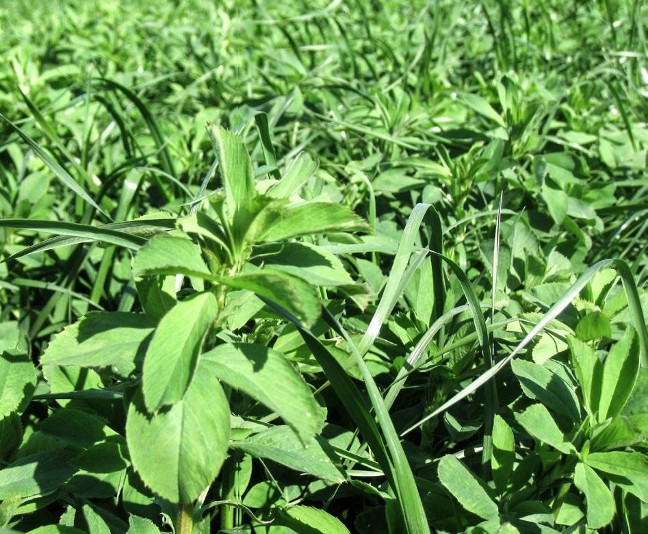 Bei einer längeren Nutzungsdauer (dreijährig) ist eine Strategie von drei bis vier Schnitten pro Jahr üblich. 