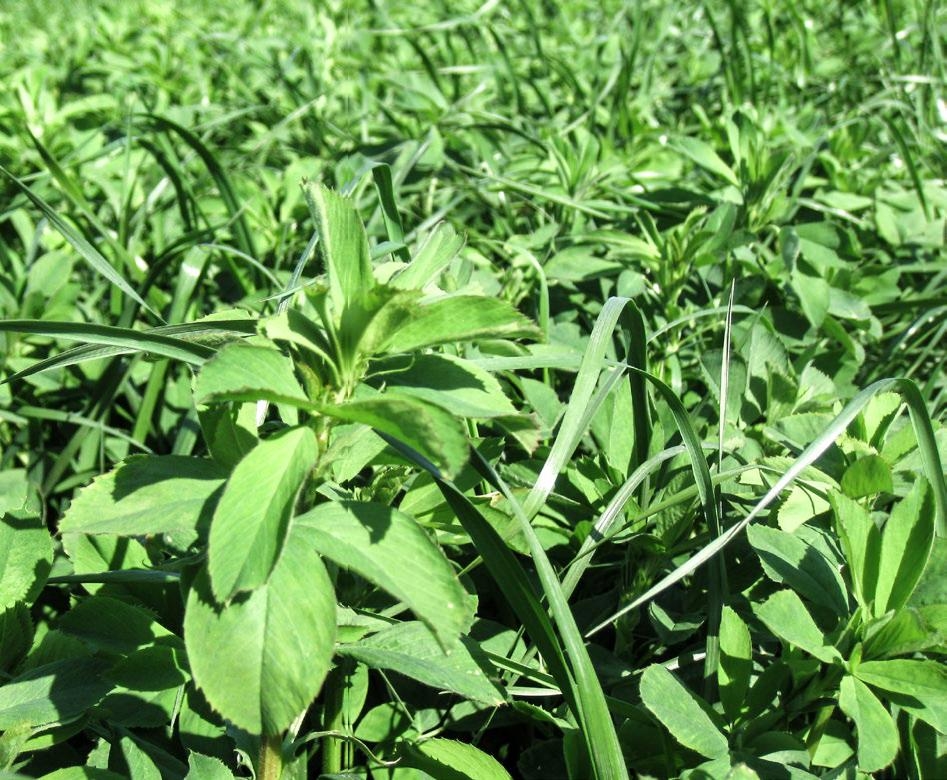 Die Luzerne adelt die Mischung