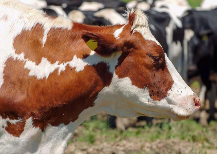 Der Zukauf von Tieren ist ein Risikofaktor für das Einschleppen des Mastitis-Erregers Staphylokokkus aureus.