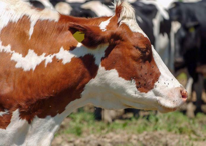 L’achat d’animaux est un facteur de risque d’introduction destaphylococcus aureus, un agent pathogène occasionnant des mam-mites. 
