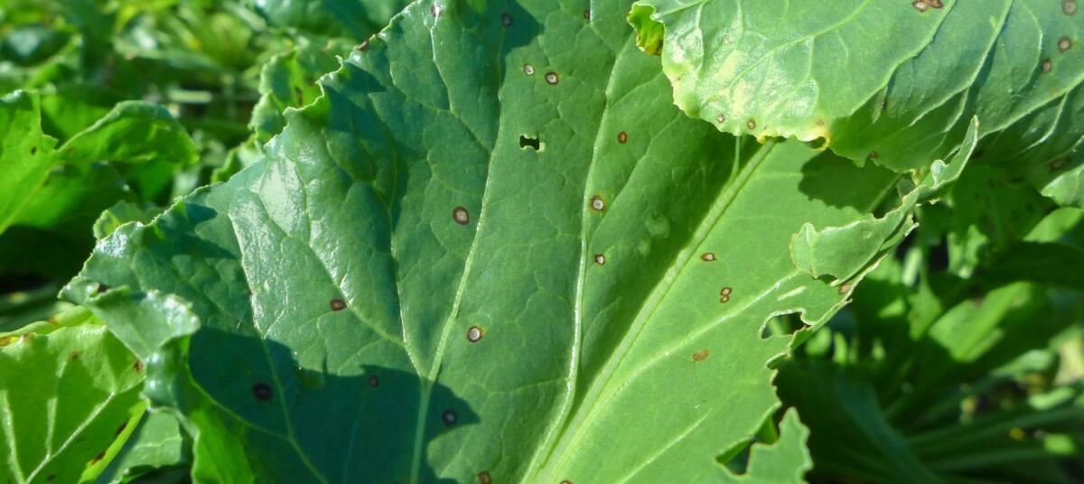 Am Anfang einer Infektion mit Cercospora sind kleine, klar abgegrenzte weissgraue Flecken mit rötlich braunem Rand sichtbar.