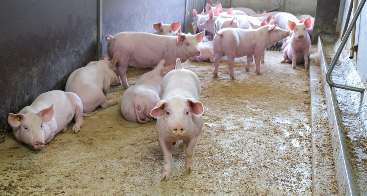 In der Vormast haben die Schweine völlig andere Ansprüche ans Futter als später in der Mittel- und Endmast. 
