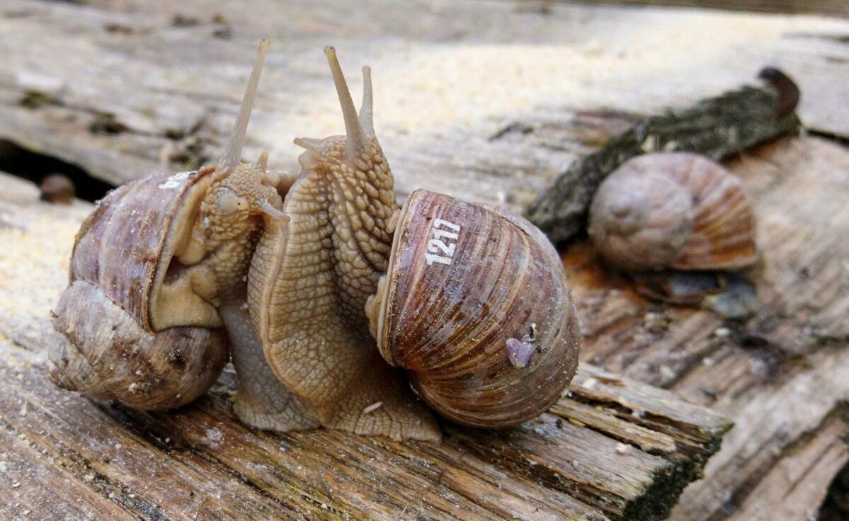 Comment Dit On Un Gros Escargot En Allemand Les temps sont durs pour les escargots