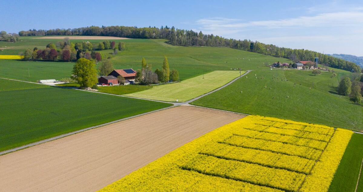 La demande en colza d’automne continue d’augmenter.