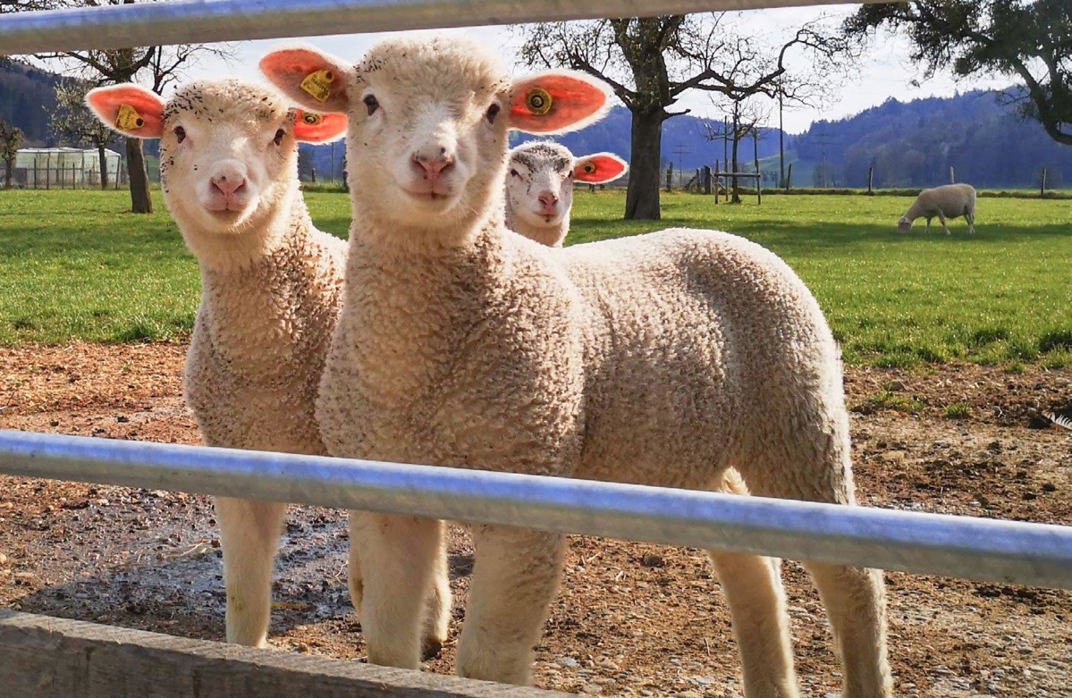 Clinique Vétérinaire St-Alexis - Chèvres et moutons : Comment gérer les  parasites?