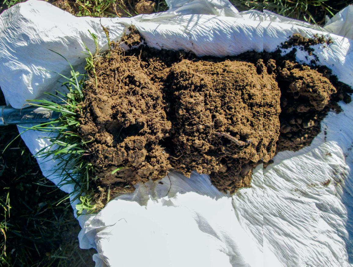 Eine Spatenprobe von Ruedi Bühler zeigt einen lockeren Boden mit vielen Feinwurzeln und Regenwürmern.
