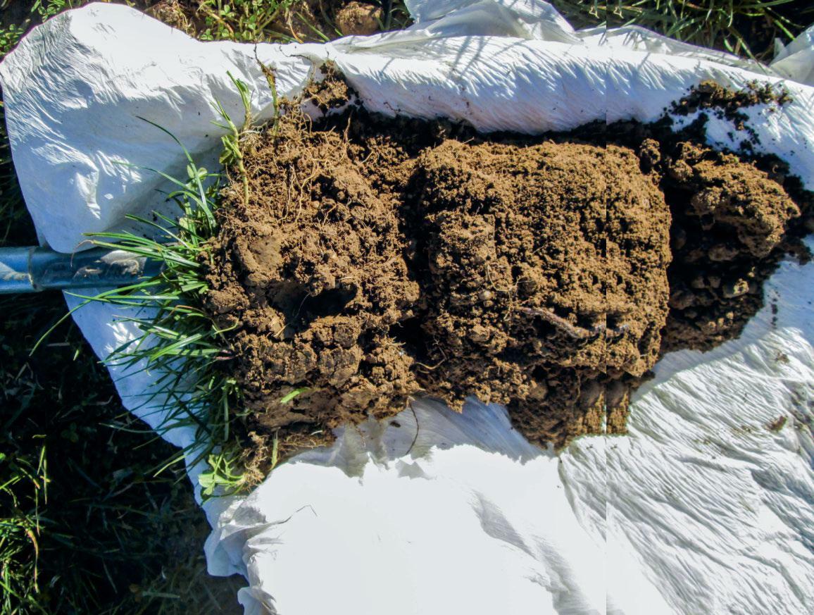 Un test à la bêche effectué par Ruedi Bühler dévoile un sol meuble recelant de nombreuses racines et vers de terre.