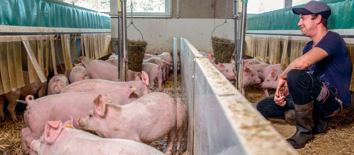 Obtenir de meilleurs résultats en étant proche des animaux. Concernant le climat à la porcherie, Matthias Zysset ne s’appuie pas uniquement sur des para...