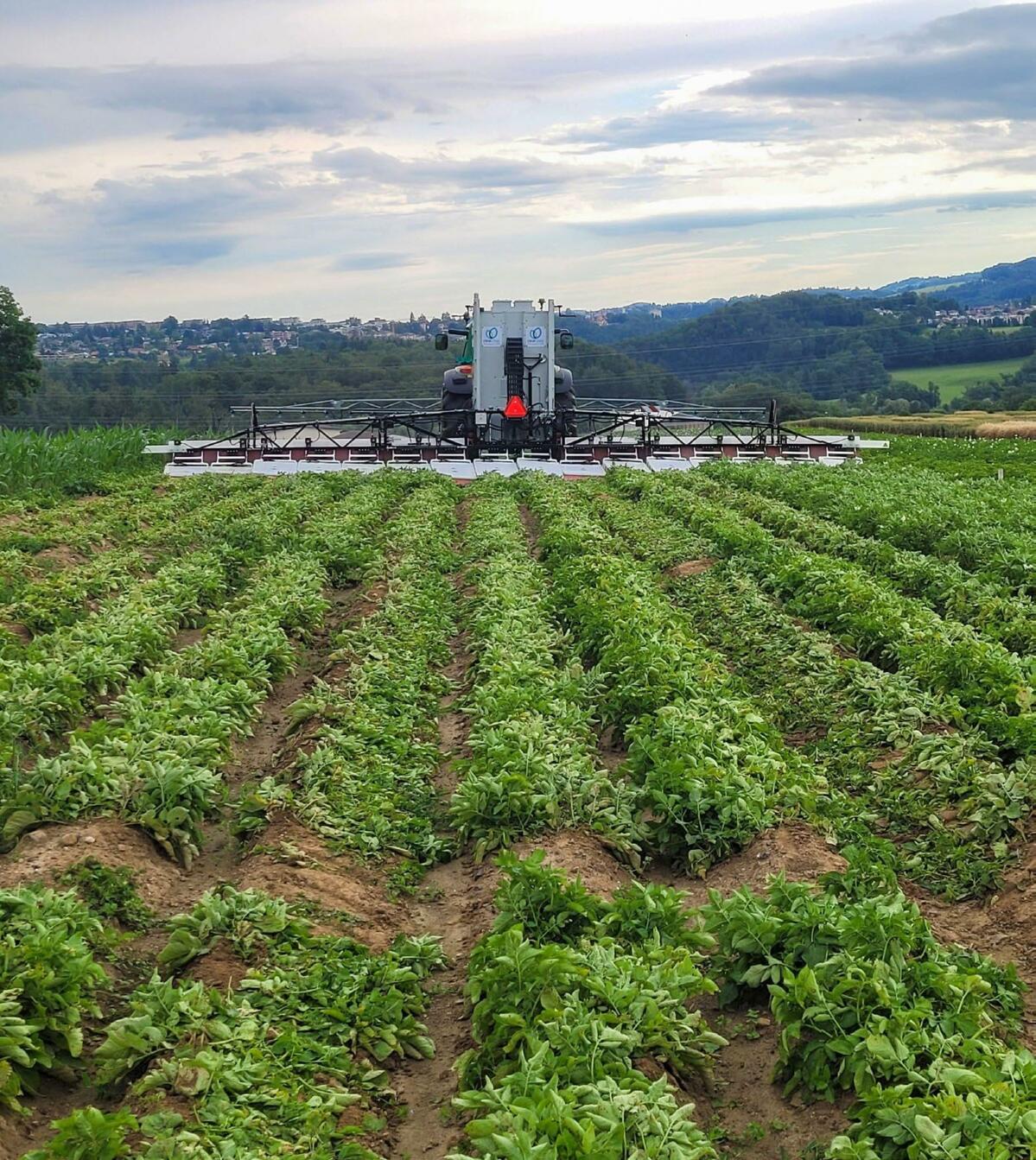 Kartoffel-Sikkation mit Strom