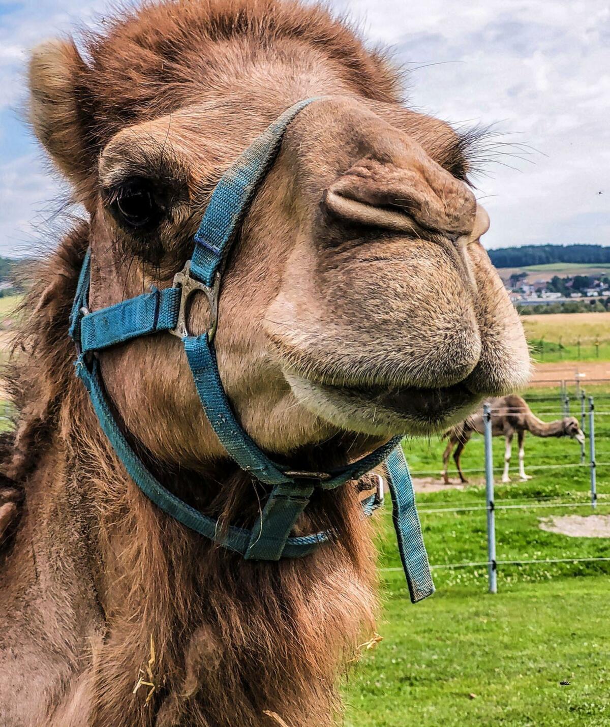 In Oberglatt werden Kamele gemolken