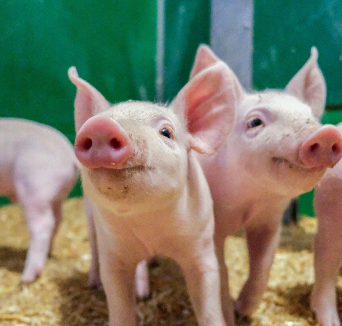 Dans le cadre de la répartition du travail dans la production de porcelets, les porcelets sont élevés dans la porcherie de mise bas avant d’être vendus...