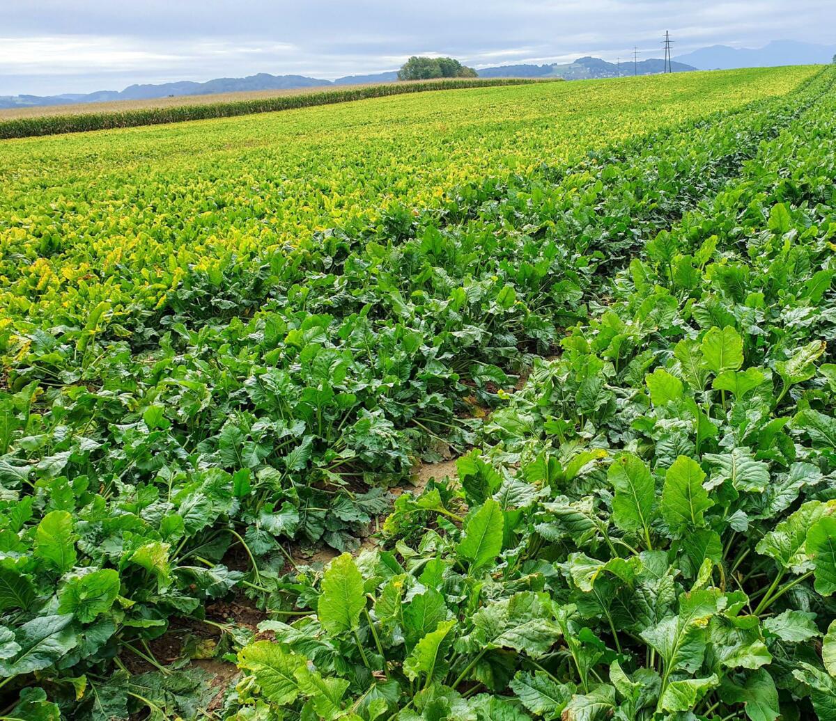 Sortenunterschiede in der SBR-Toleranz 2019 am Mont Vully (links anfälliger Genotyp, rechts Rhinema). 
