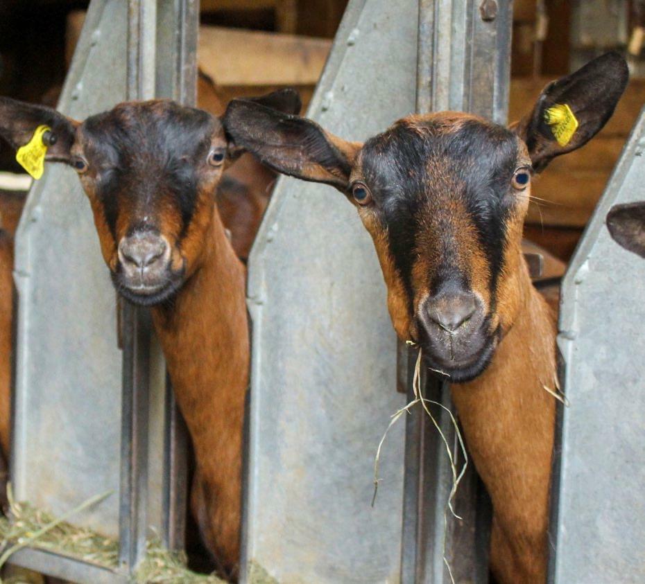 Wie viel Ziegen wirklich fressen, wurde in diesem Versuch untersucht.