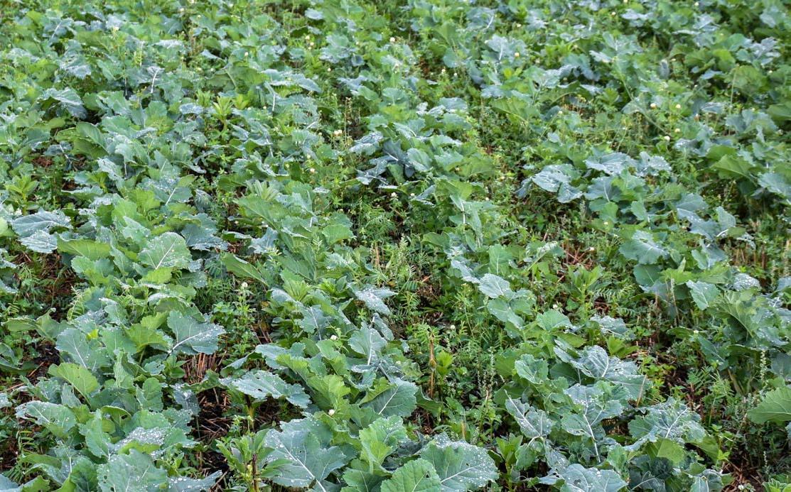 Le colza associé bénéficie de plantes compagnes gélives et hivernantes.