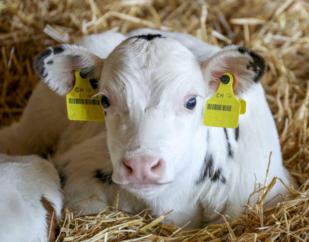 Un veau Holstein résultant d’un plan d’accouplement. 