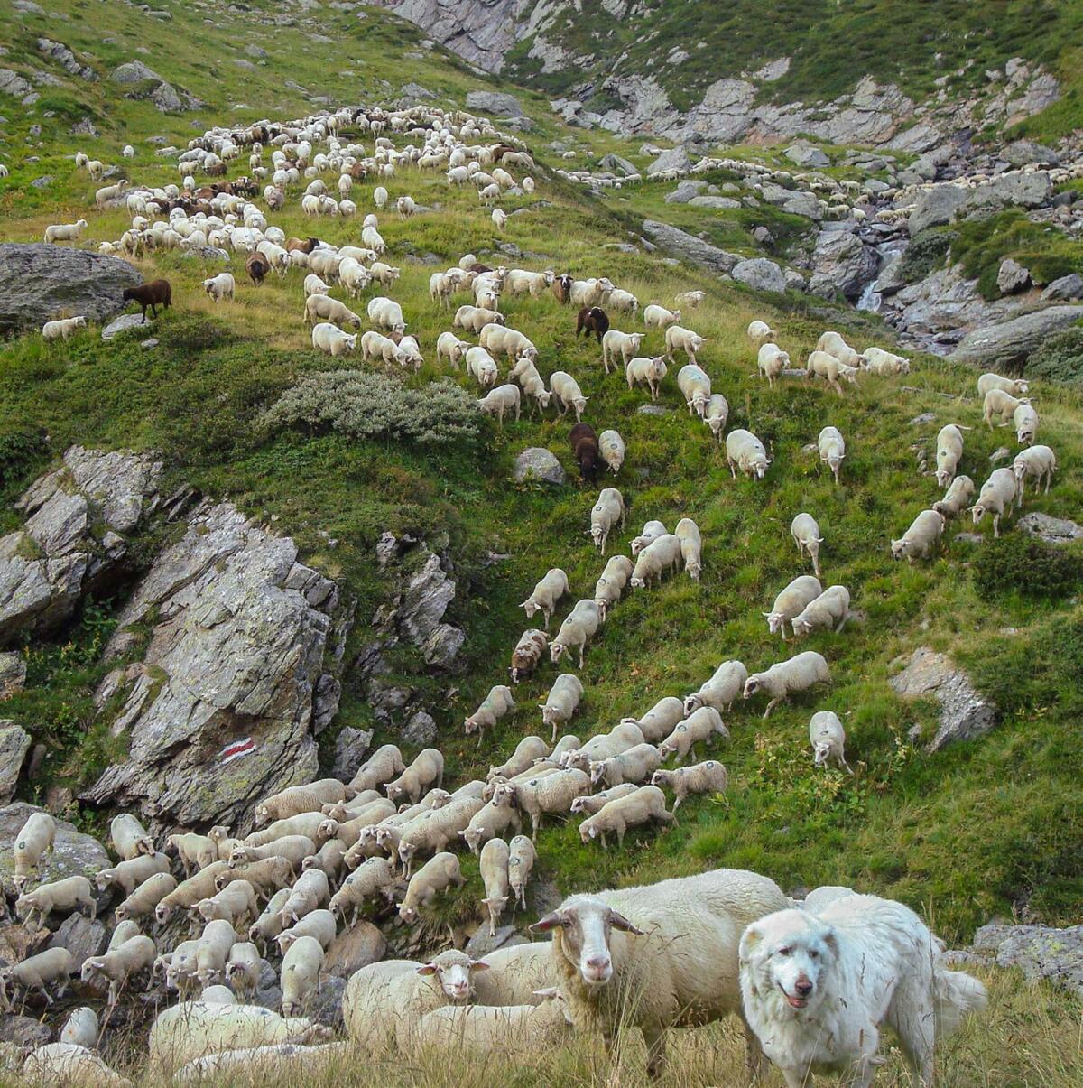 La présence du loup a abouti à la quasi disparition de la pâture libre. Le pâturage tournant et le gardiennage permanent sont plus gourmands en travail...