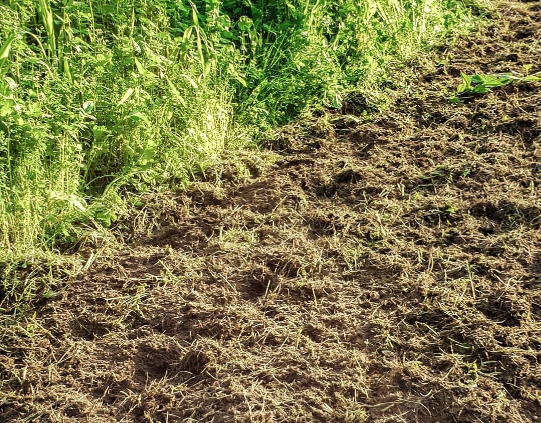 Eine frisch angesetzte Flächenrotte. Hier wurde die frische organische Masse an der Oberfläche mit der Erde gemischt, um die Flächenrotte in Gang zu bri...