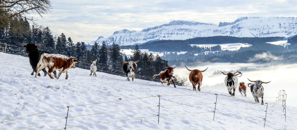 En ce milieu d’hiver, le troupeau de Texas Longhorn élevé au Moosacker Ranch rappelle les prairies texanes et les colts fumants. L’écart entre les extré...