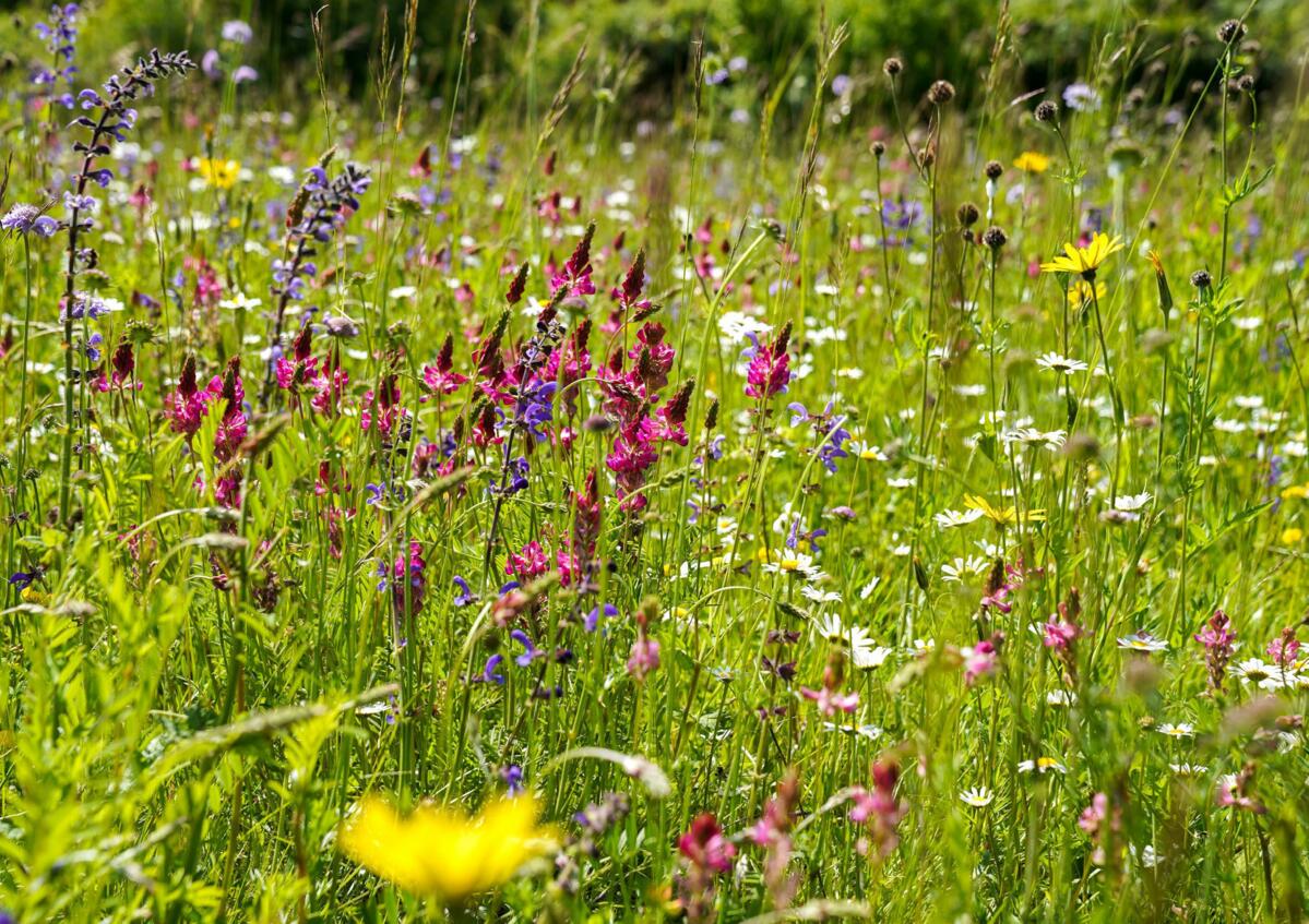 Leguminosen wie die Esparsette sind für Insekten begehrte Nektarquellen.