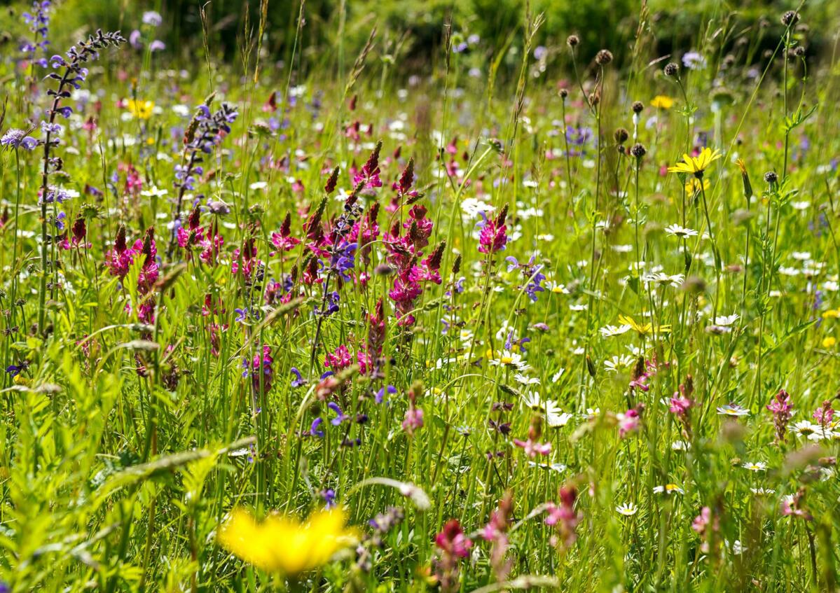 Les légumineuses comme l’esparcette sont sources de nectar pour les abeilles.