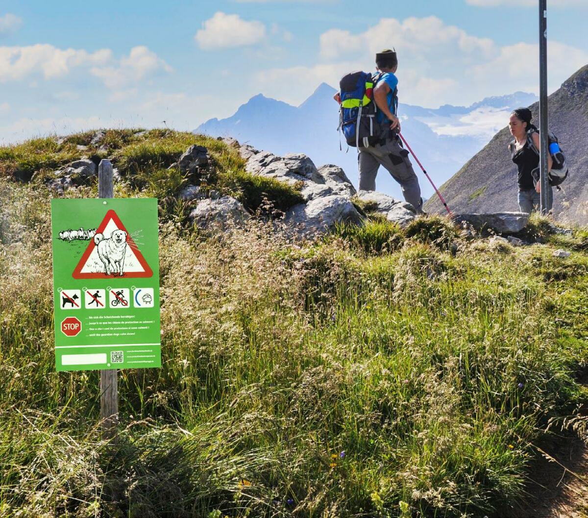 Les chiens de protection de troupeau ont le sentiment de faire partie du troupeau. Ils réagissent à la présence d’intrus comme les promeneurs et leurs c...