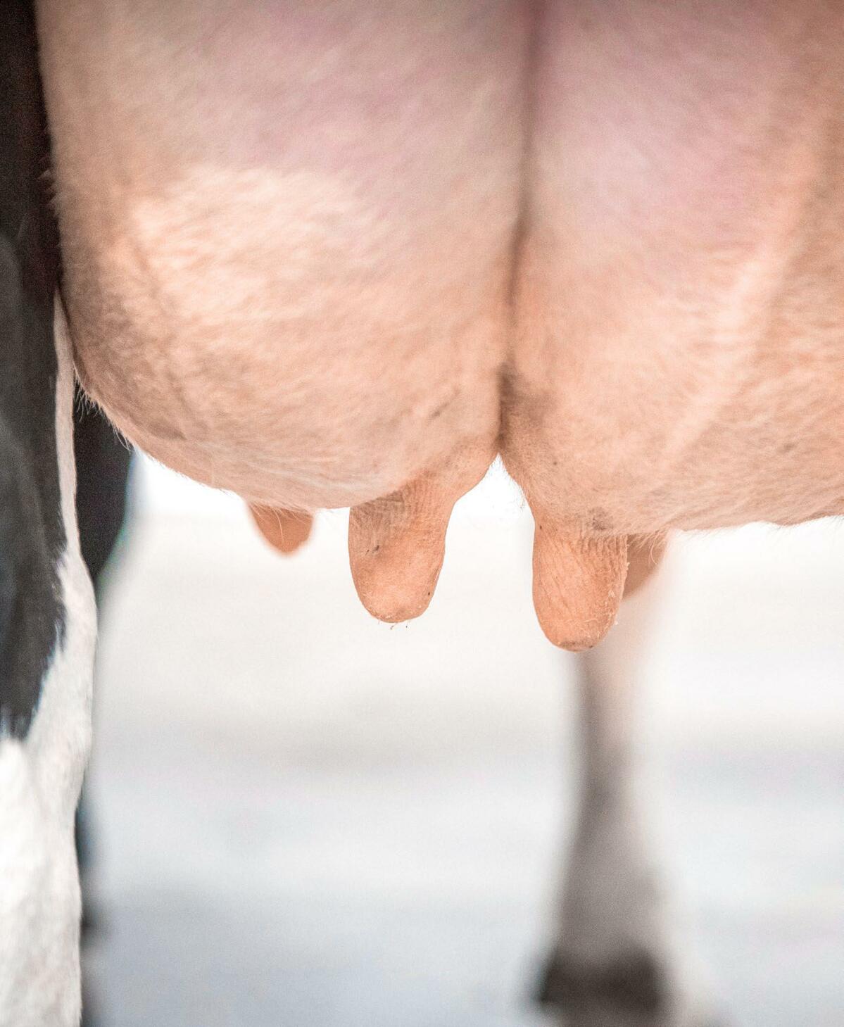 Im Zeitablauf ist die Entwicklung des VDB pro RiGVE generell abhängig vom schwankenden Milchpreis, der stetigen Milchleistungssteigerung sowie der anges...