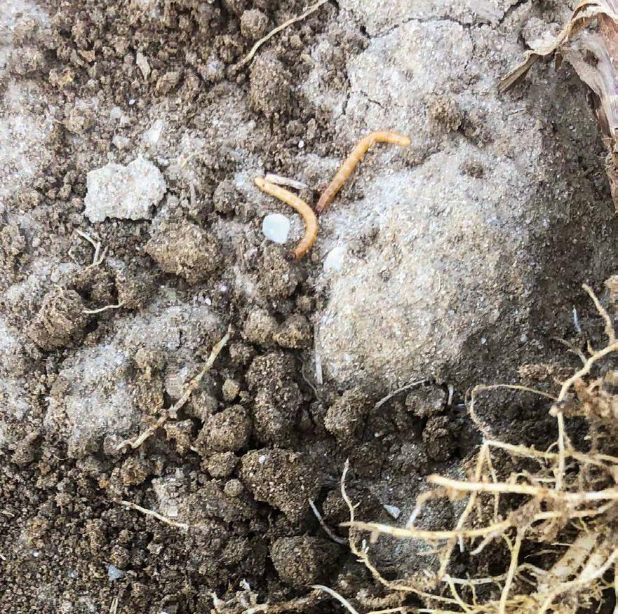 Les vers fil de fer vivent dans les 10 cm de la couche supérieure du sol.