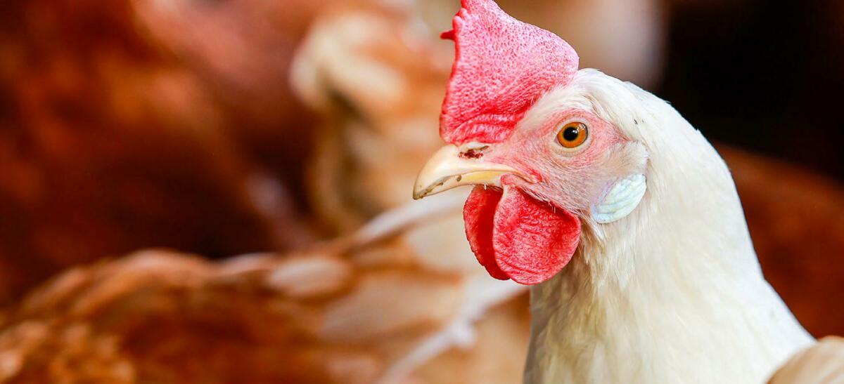 Coûts d’alimentation : plusieurs facteurs interagissent