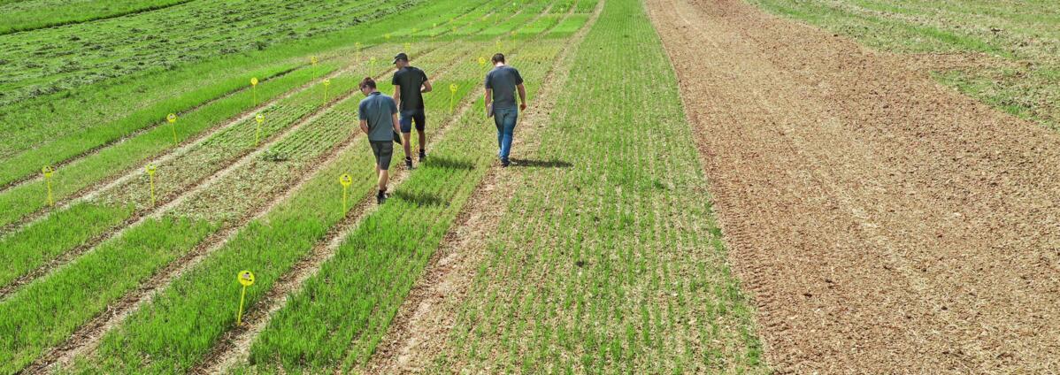 Während des Gründüngungsversuchs werden die Parzellen regelmässig kontrolliert, um zum Beispiel den Bestandesschluss zu erfassen.