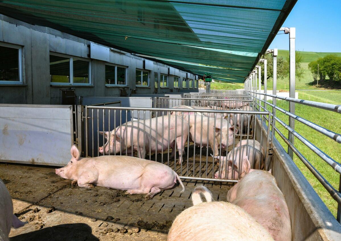 Hitzestress bei Zuchtsauen hat negative Folgen für die Ferkel wie auch für die Fruchtbarkeit.