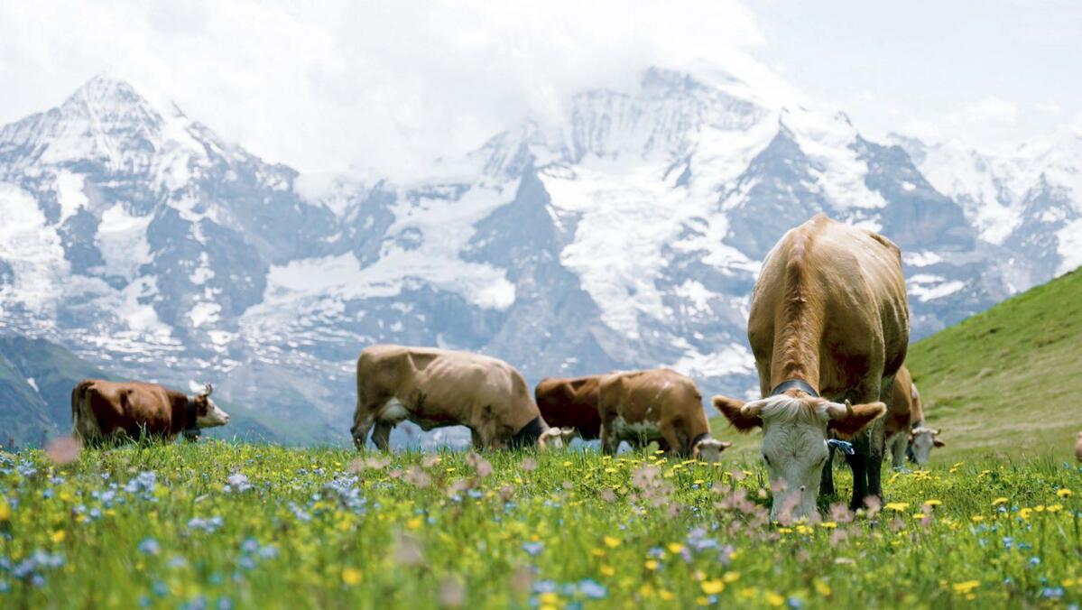 Simmentaler Kühe direkt nach dem Alpaufzug. 