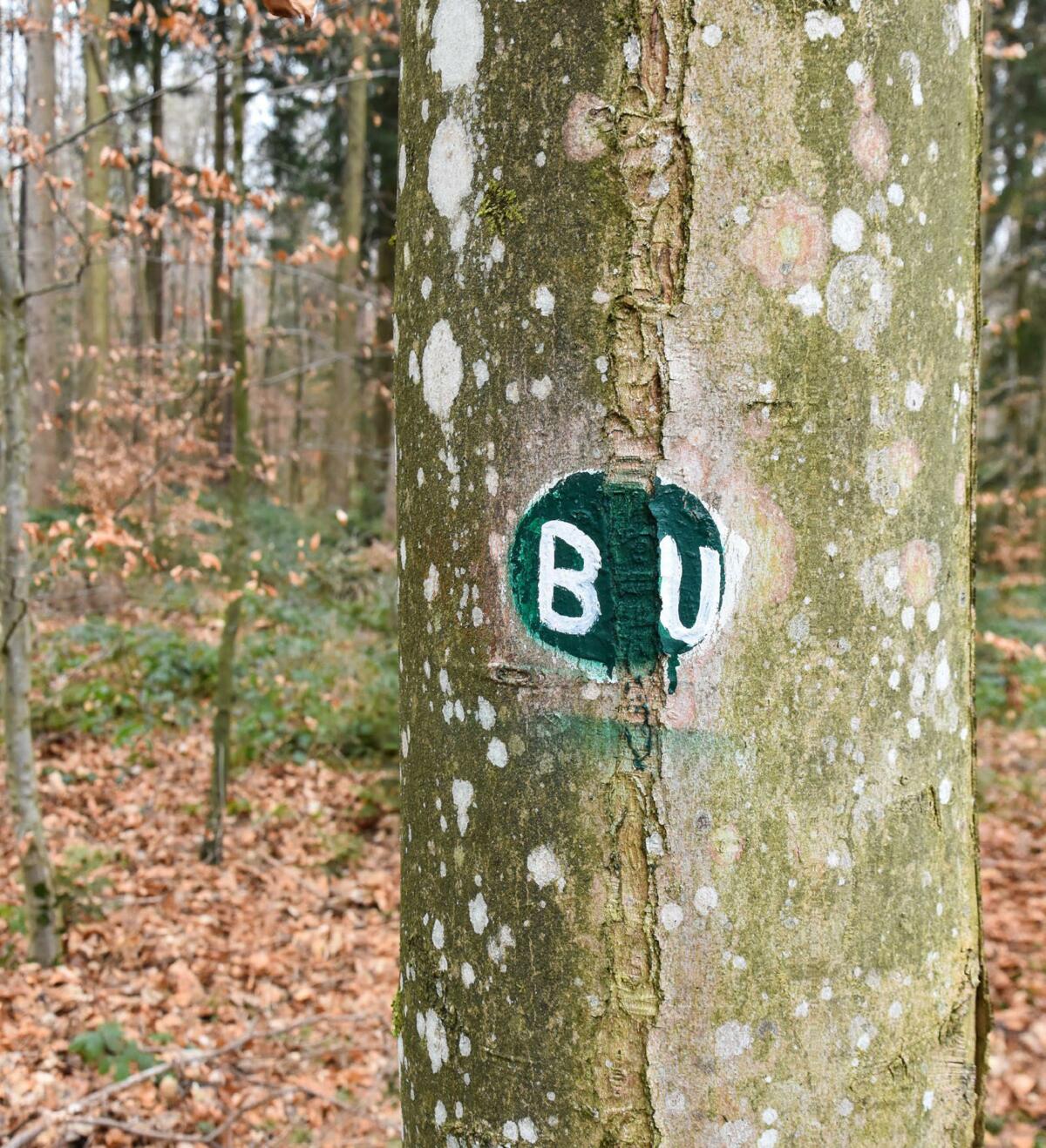 Am Baumstamm befinden sich zwei aufgemalte weisse Buchstaben auf grünem Grund als Kennzeichnung für einen Friedwaldbaum.