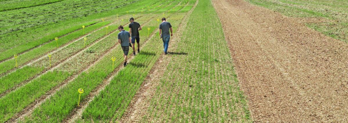 Durant l’essai avec les engrais verts, les parcelles étaient régulièrement contrôlées, notamment pour relever le degré de couverture du sol.