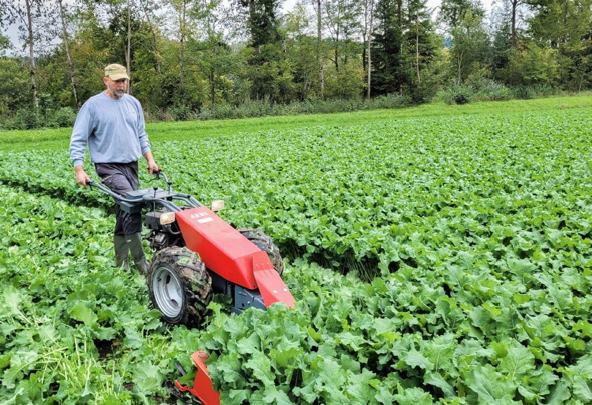 La culture de colza conventionnelle freine la montée de la plante à l’aide d’un fongicide en automne. L’essai bio a utilisé la fauche, mais l’hiver doux...