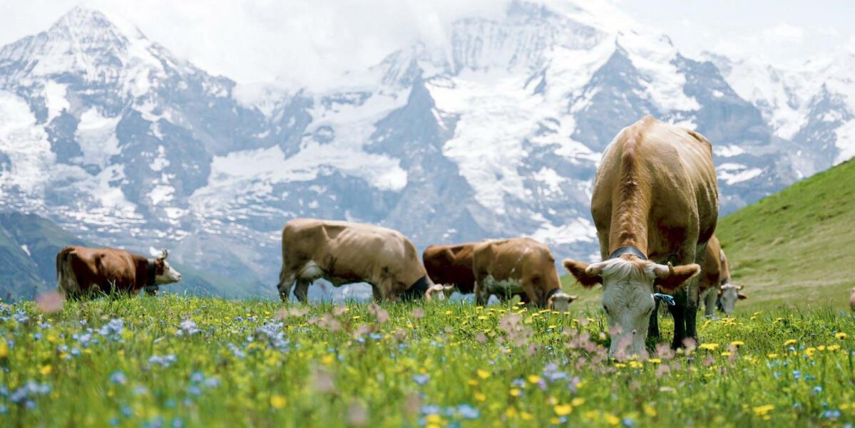 Des vaches Simmental juste après la montée à l’alpage. 