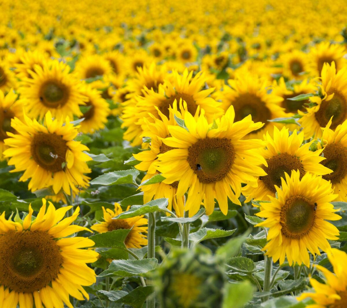 Les acheteurs annoncent des besoins accrus en tournesol indigène pour la récolte 2023. Il faut donc augmenter les surfaces.