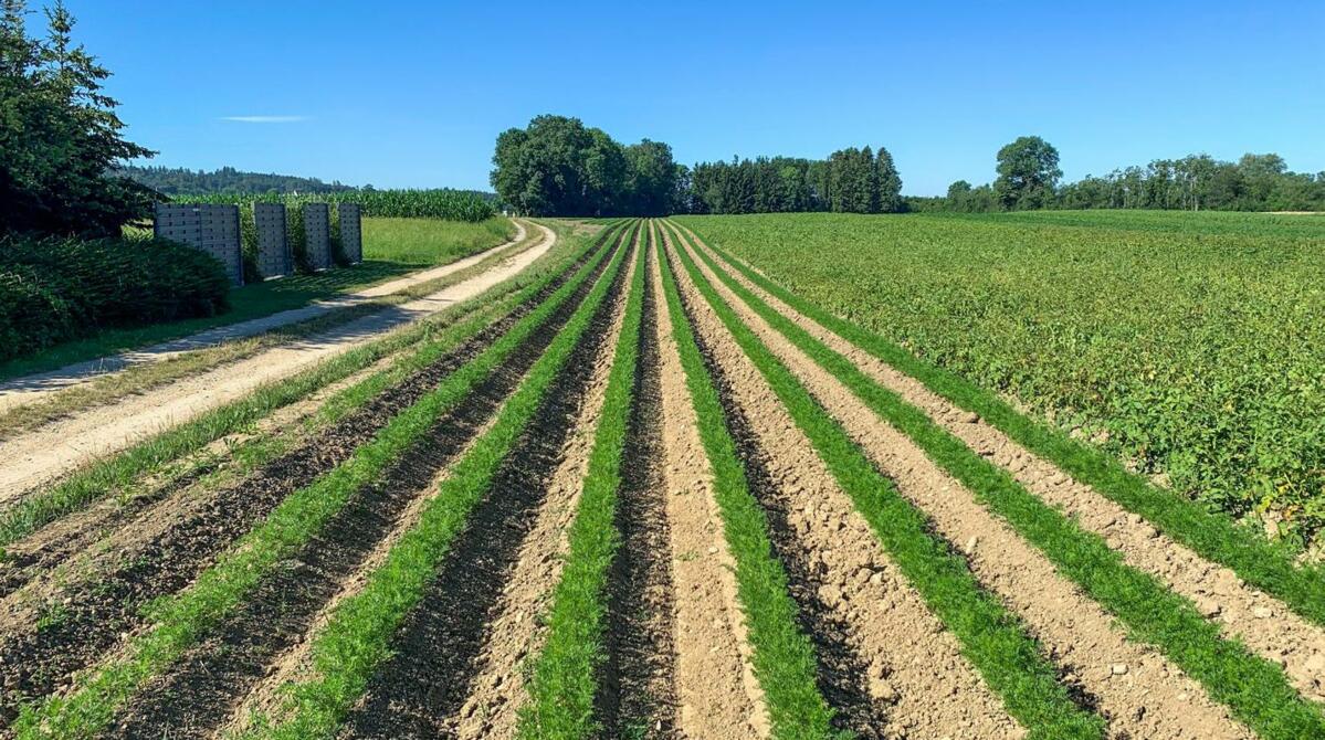 Outre les défis posés par le changement climatique, la culture maraîchère de plein champ sera au cœur de ces deux Journées des Grandes Cultures Bio 2022...