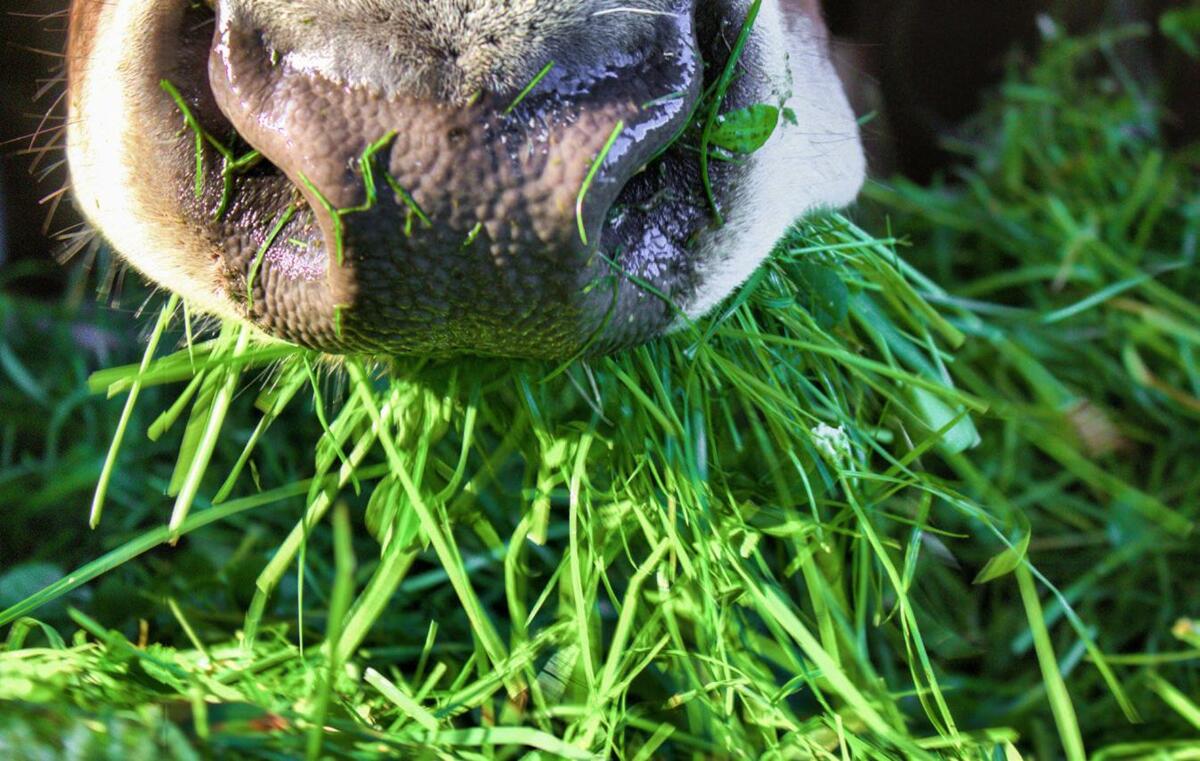 Ein austariertes Verhältnis zwischen Raufutter- und Kraftfutteranteil ermöglicht eine wirtschaftliche und gleichzeitig umwelteffiziente Milchproduktion....