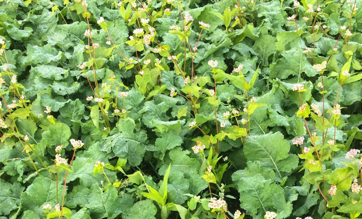 Un sous-semis dans le colza concurrence les mauvaises herbes et détourne les ravageurs.