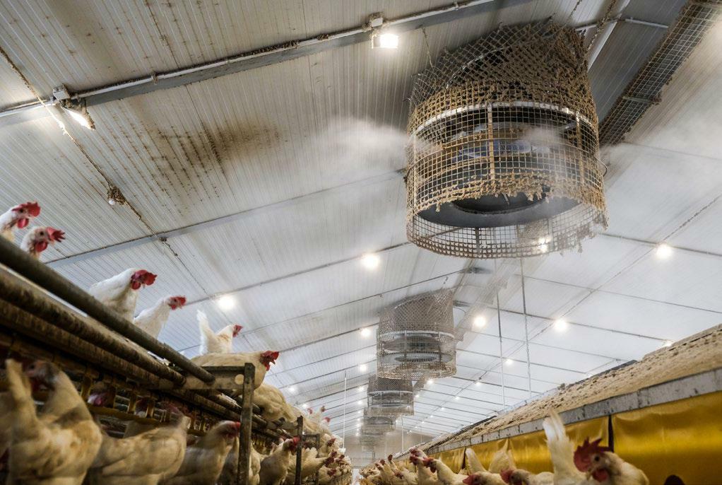 Vernebelungsanlagen sind eine gute Kühlmöglichkeit im Sommer. Zudem binden diese auch Staub.