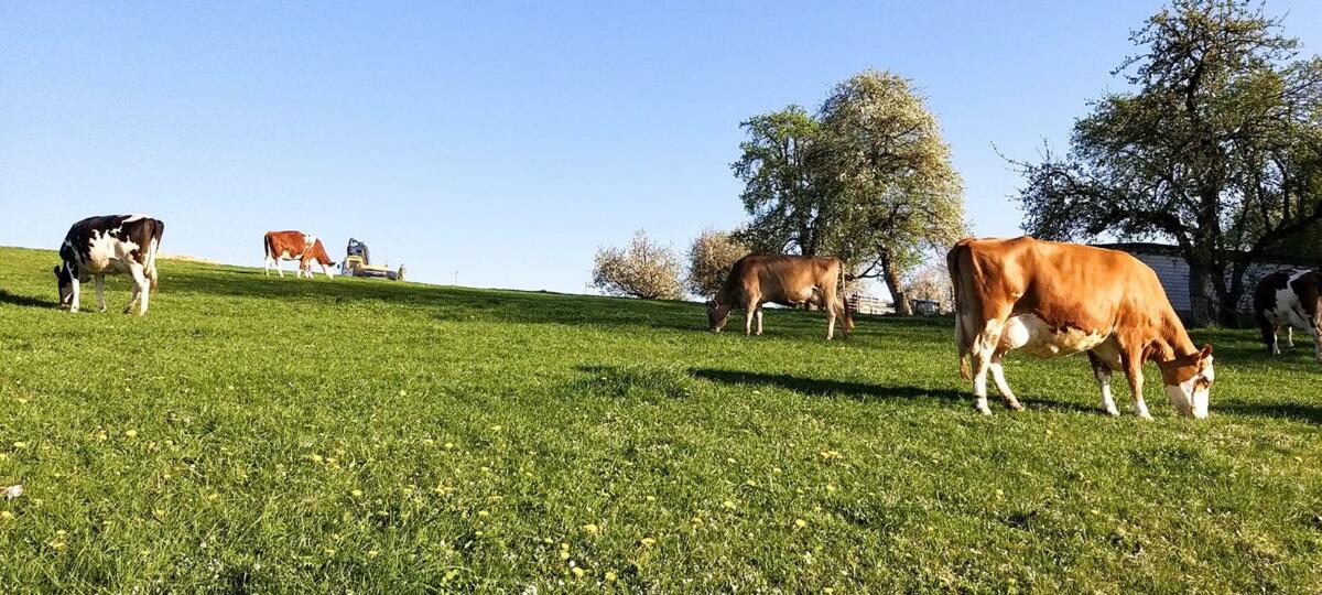 Un pâturage doit pouvoir repousser un peu en fin d’automne et stocker des réserves avant l’arrivée de l’hiver.