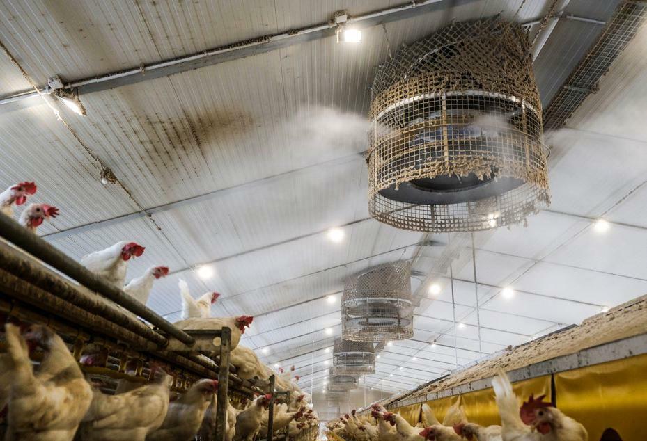 Les systèmes de nébulisation sont un bon moyen de rafraîchir en été et de fixer les poussières.