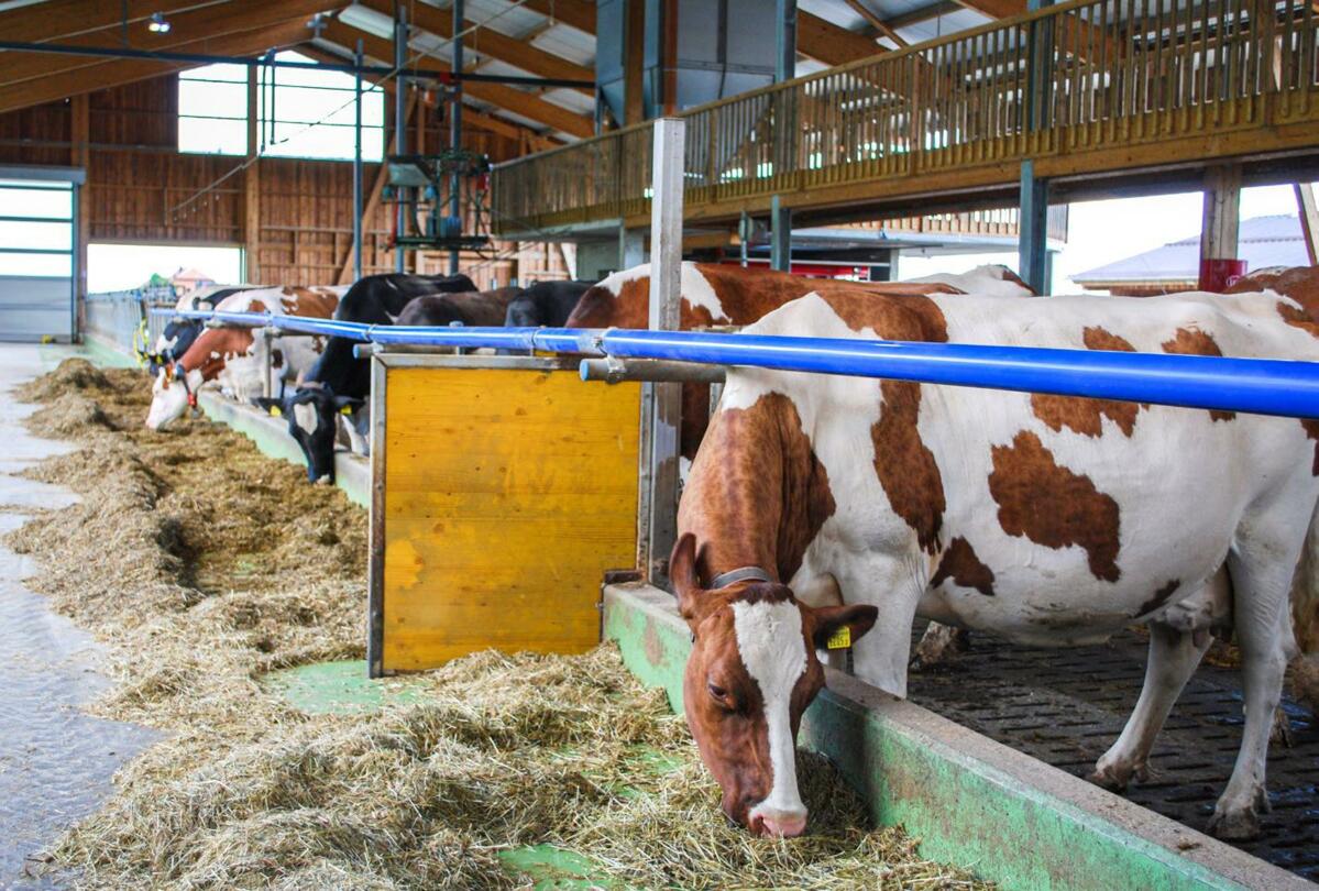 L’exploitation « Wallierhof » à Riedholz a participé à l’essai.