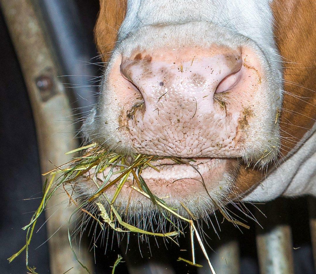 Un fourrage grossier de qualité est la condition préalable pour de bonnes performances.