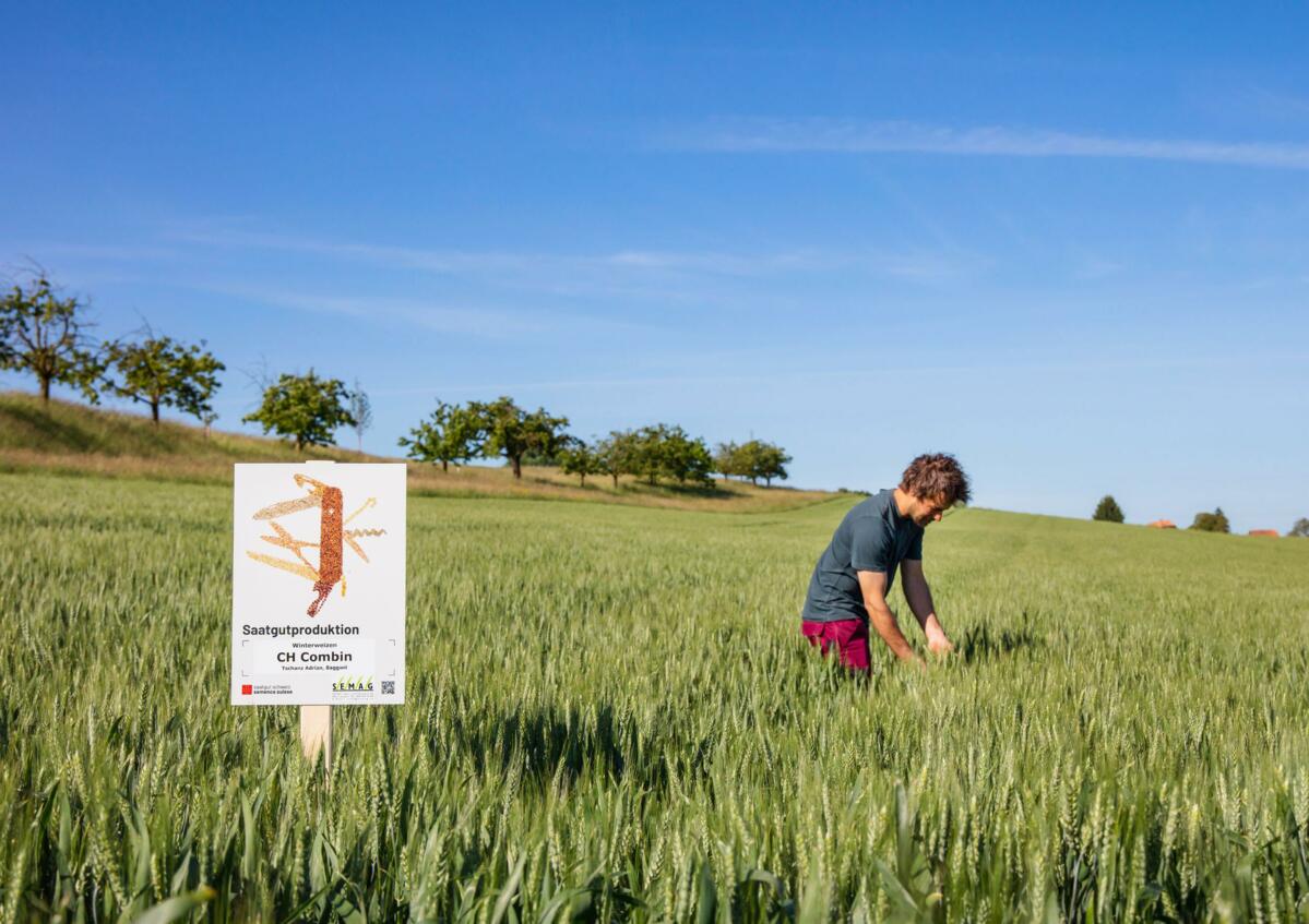 Pour certifier les semences, il est impératif de visiter les cultures en vue de s’assurer qu’il n’y a pas de maladies ou d’impuretés. 