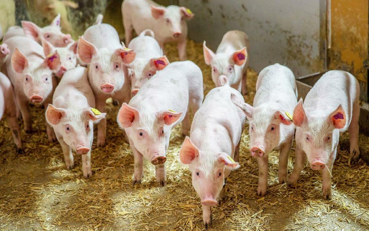 Die Preise für Schlachtschweine und Mastjager befinden sich aktuell auf einem Tiefpunkt.