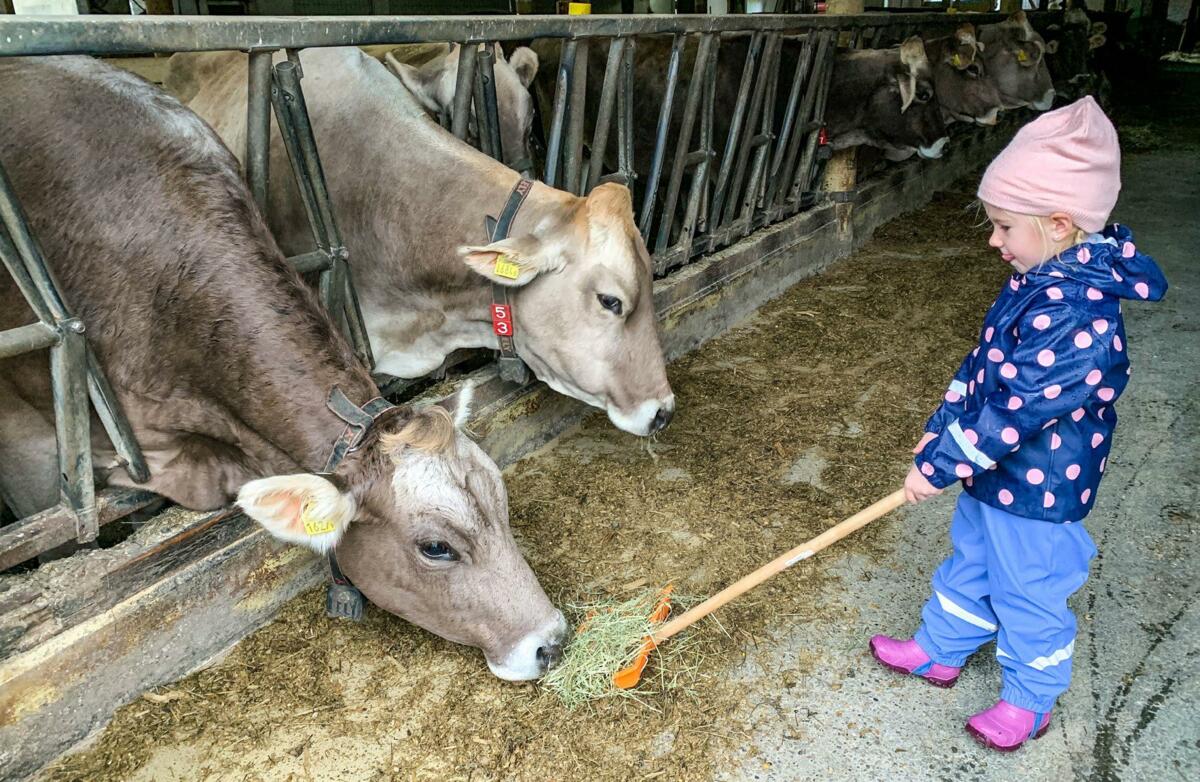 Die Kinder erleben den Stall und den Umgang mit den Tieren.