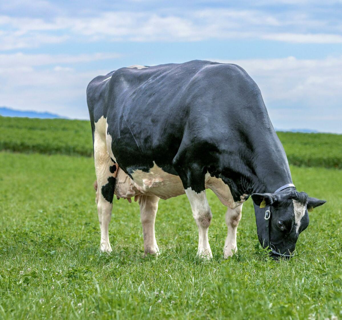 Les vaches avec de hautes PJV sont rentables. C’est notamment le cas de Flurys Acme Abigail dont la PJV est de 26 kg, couvrant les frais d’élevage et d’...