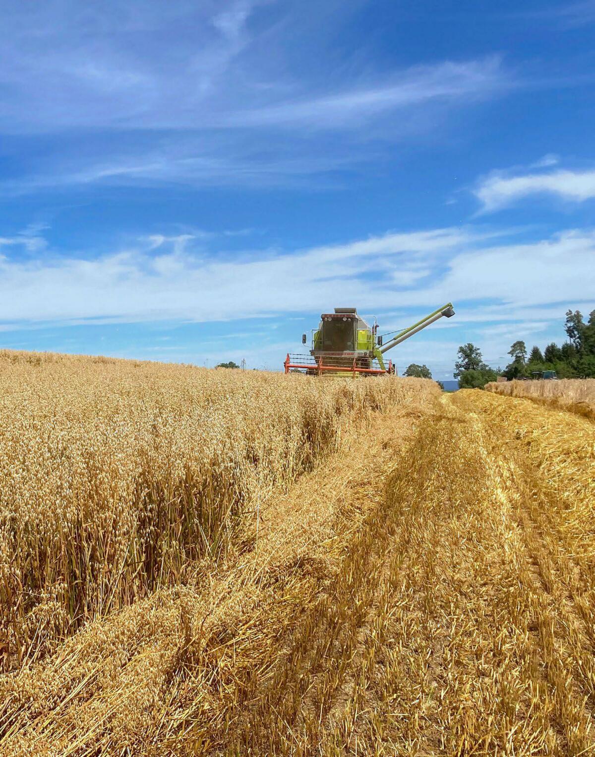 Récolte de l’avoine début juillet 2022. Les exigences pour l’avoine à flocons sont les suivantes : un poids à l’hectolitre d’au moins 53 kg, une humidit...