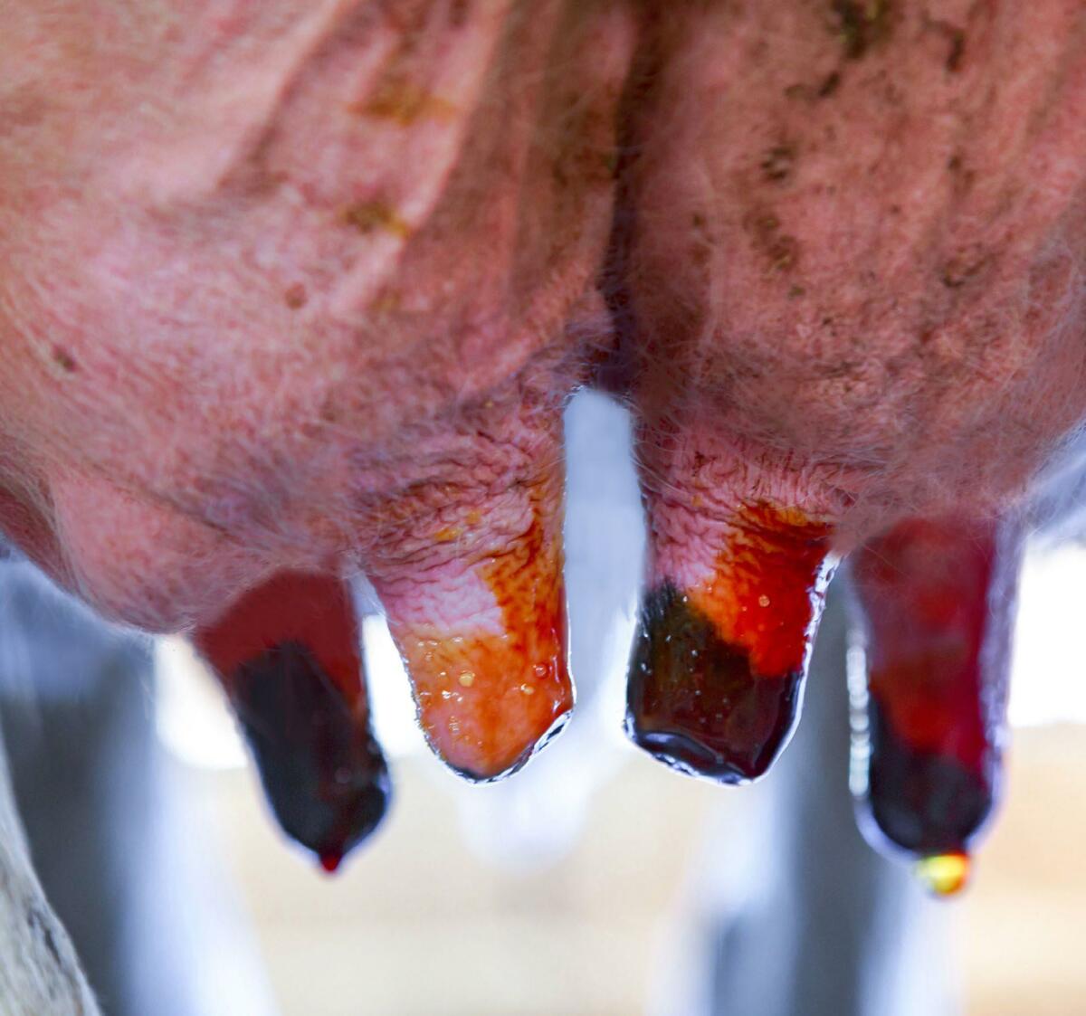 Le trempage des trayons après la traite contribuant à assurer une bonne hygiène de traite, il fait partie des mesures préventives importantes pour préve...